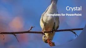  Presentation with early bird - Slides with beautiful bird photo background and a teal colored foreground