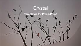  Presentation with robin bird - Amazing PPT theme having beautiful bird photo backdrop and a gray colored foreground