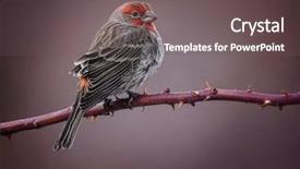  Presentation with early bird - Slide deck consisting of beautiful bird photo background and a  colored foreground