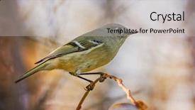  Presentation with early bird - Audience pleasing theme consisting of beautiful bird photo backdrop and a  colored foreground