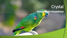  Presentation with blue - Cool new slide set with beautiful birds - blue-fronted amazon amazona aestiva xanthopteryx backdrop and a tawny brown colored foreground