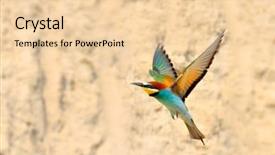  Presentation with bee - Cool new slide deck with beautiful birds - european bee-eater merops apiaster outdoor backdrop and a lemonade colored foreground