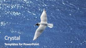  Presentation with seagull - Presentation theme consisting of beautiful birds - flying seagull over sea waves background and a ocean colored foreground