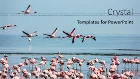  Presentation with birds - Cool new PPT theme with beautiful-birds-fly-over backdrop and a light blue colored foreground
