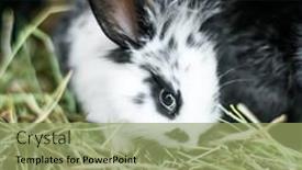  Presentation with black baby - Amazing PPT theme having blue water of swim backdrop and a teal colored foreground