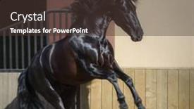  Presentation with play - Presentation theme enhanced with beautiful-black-andalusian-horse-play background and a tawny brown colored foreground