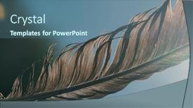  Presentation with feather - Amazing PPT theme having beautiful-black-feather-up-close backdrop and a ocean colored foreground