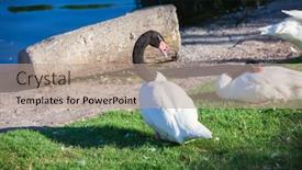  Presentation with pond - Theme with beautiful-black-headed-swan background and a coral colored foreground