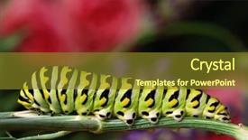  Presentation with caterpillar - Presentation theme having beautiful black swallowtail caterpillar background and a tawny brown colored foreground