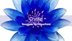  Presentation with water lily - Slide deck having beautiful blooming blue water lily background and a royal blue colored foreground