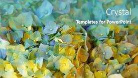  Presentation with hydrangea - PPT layouts consisting of beautiful blooming bouquet of hydrangea flowers closeup background and a teal colored foreground