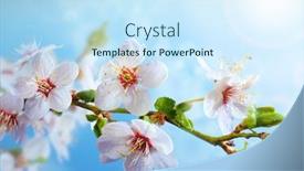  Presentation with spring tree - Colorful PPT layouts enhanced with beautiful-blooming-branch backdrop and a sky blue colored foreground
