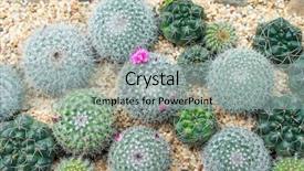  Presentation with cactus - Colorful presentation design enhanced with beautiful blooming of cactus flower backdrop and a light gray colored foreground