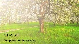  Presentation with nature sun trees - Beautiful slides featuring cherry blossom path - beautiful blooming of decorative white backdrop and a yellow colored foreground