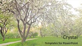  Presentation with nature sun trees - Cool new slides with beautiful blooming of decorative white apple and fruit trees over bright blue sky in colorful vivid spring park full of green grass by dawn early light with first sun rays fairy heart of nature backdrop and a mint green colored foreground