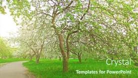  Presentation with nature sun trees - Colorful PPT theme enhanced with beautiful blooming of decorative white apple and fruit trees over bright blue sky in colorful vivid spring park full of green grass by dawn early light with first sun rays fairy heart of nature backdrop and a tawny brown colored foreground
