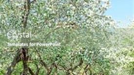  Presentation with nature sun trees - Beautiful PPT theme featuring beautiful blooming of decorative white apple and fruit trees over bright blue sky in colorful vivid spring park full of green grass by dawn early light with first sun rays fairy heart of nature backdrop and a seafoam green colored foreground