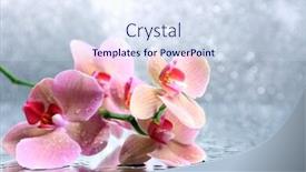  Presentation with water color - Cool new PPT layouts with beautiful blooming orchid with water drops on light color background backdrop and a sky blue colored foreground