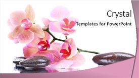  Presentation with water drops - Cool new slides with beautiful blooming orchid with water backdrop and a white colored foreground