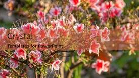  Presentation with pink rose petals - Slide deck featuring beautiful-blooming-pink-flowers-bright background and a red colored foreground