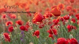  Presentation with beautiful midnight sun over - Amazing PPT theme having beautiful-blooming-poppies backdrop and a coral colored foreground