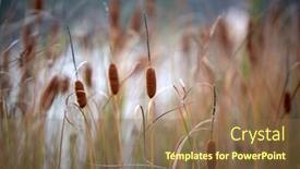  Presentation with lake - Cool new theme with beautiful-blooming-reed-mace backdrop and a coral colored foreground