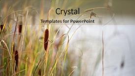  Presentation with beautiful moraine lake - Colorful PPT theme enhanced with beautiful blooming reed-mace backdrop and a coral colored foreground