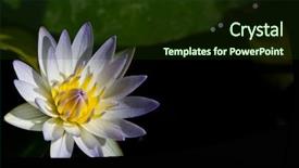  Presentation with lotus blossom - Amazing theme having beautiful blossom purple lotus with yellow pollen backdrop and a tawny brown colored foreground