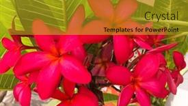  Presentation with frangipani flowers - PPT layouts having beautiful-blossom-tree-nature-background background and a gold colored foreground
