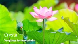  Presentation with lily lotus flower water - Presentation featuring blossoming pink color water lily background and a shamrock green colored foreground