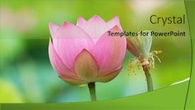  Presentation with lily lotus flower water - Theme enhanced with beautiful blossoming pink color water lily lotus flower in green pond background background and a yellow colored foreground