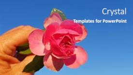  Presentation with blue rose - Amazing PPT theme having beautiful-blossoming-pink-rose-against backdrop and a teal colored foreground