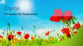  Presentation with beautiful nature - Beautiful slide deck featuring beautiful-blossoming-red-poppies backdrop and a cyan colored foreground