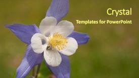  Presentation with oktoberfest bavarian white and blue - PPT theme with beautiful blue and white columbine background and a tawny brown colored foreground