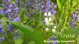  Presentation with beautiful spring flowers - Theme having beautiful-blue-and-white-spring background and a tawny brown colored foreground