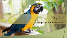  Presentation with blue yellow - Presentation enhanced with beautiful-blue-and-yellow-macaw background and a yellow colored foreground