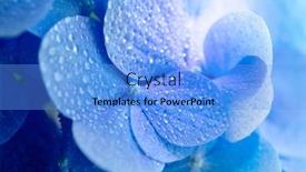  Presentation with hydrangea - PPT theme enhanced with beautiful-blue-blue-hydrangea-hydrangea background and a light blue colored foreground