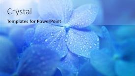  Presentation with blue flower - PPT theme consisting of beautiful-blue-blue-hydrangea-hydrangea background and a light blue colored foreground
