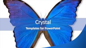  Presentation with butterfly - Amazing slides having beautiful blue butterfly morpho didius backdrop and a teal colored foreground