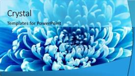  Presentation with blue eyes technology close up - Cool new presentation theme with beautiful blue chrysanthemum flower close backdrop and a cyan colored foreground
