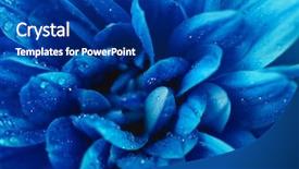  Presentation with blue flow - Presentation consisting of beautiful blue chrysanthemum flower close background and a navy blue colored foreground