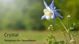  Presentation with blue green - Cool new presentation with beautiful blue columbine in sun backdrop and a gold colored foreground