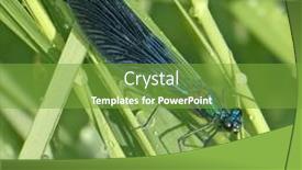 Presentation with beautiful green - Presentation theme having beautiful-blue-dragonfly-sits background and a seafoam green colored foreground