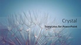  Presentation with blue floral - Colorful slide set enhanced with beautiful-blue-floral-background-tender backdrop and a light blue colored foreground