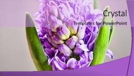  Presentation with black - Amazing slide deck having beautiful blue hyacinths over black backdrop and a lavender colored foreground