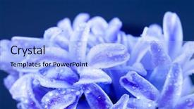  Presentation with blue black and silver - PPT theme with beautiful blue hyacinths over black background and a light blue colored foreground