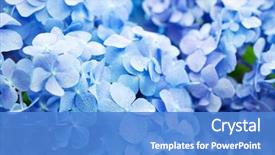  Presentation with hydrangea - Colorful slide set enhanced with beautiful blue hydrangea hydrangea macrophylla backdrop and a teal colored foreground