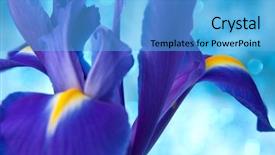  Presentation with iris flower - Slides consisting of beautiful blue iris flowers background background and a light blue colored foreground