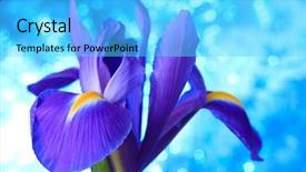  Presentation with iris flower - Cool new slide set with race car - dangerous goods - off road backdrop and a dark gray colored foreground