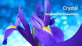  Presentation with iris - Amazing presentation design having beautiful blue iris flowers background backdrop and a teal colored foreground